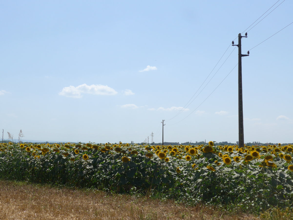 (207'060) - Sonnenblumenfeld am 3. Juli 2019 bei Levski