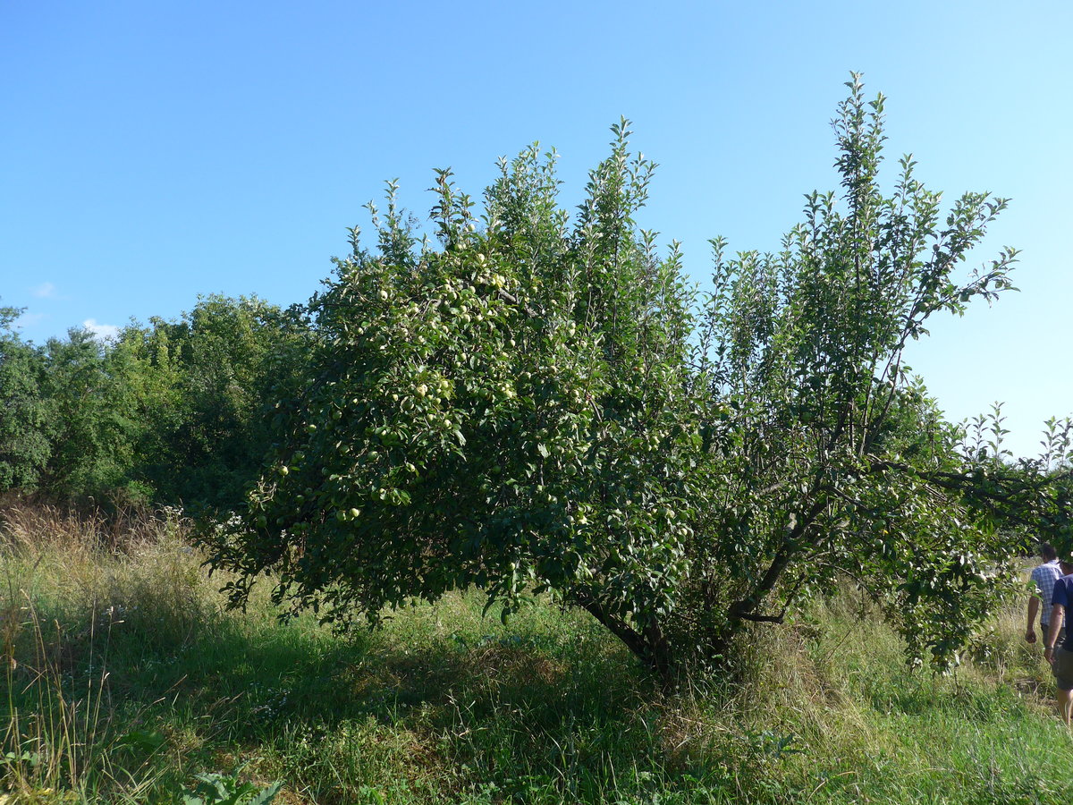 (207'281) - Apfelbaum am 4. Juli 2019 in Kavlak