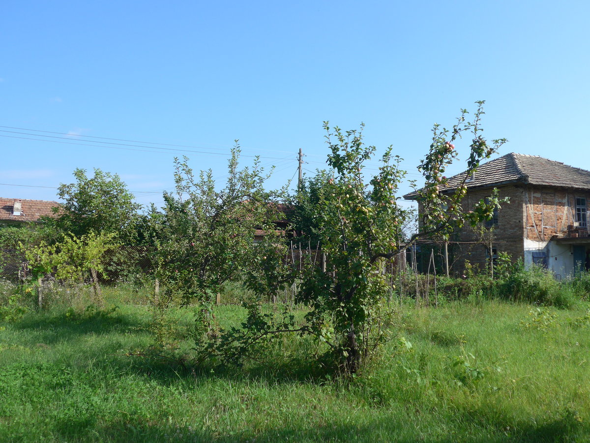 (207'285) - Apfelbaum am 4. Juli 2019 in Kavlak
