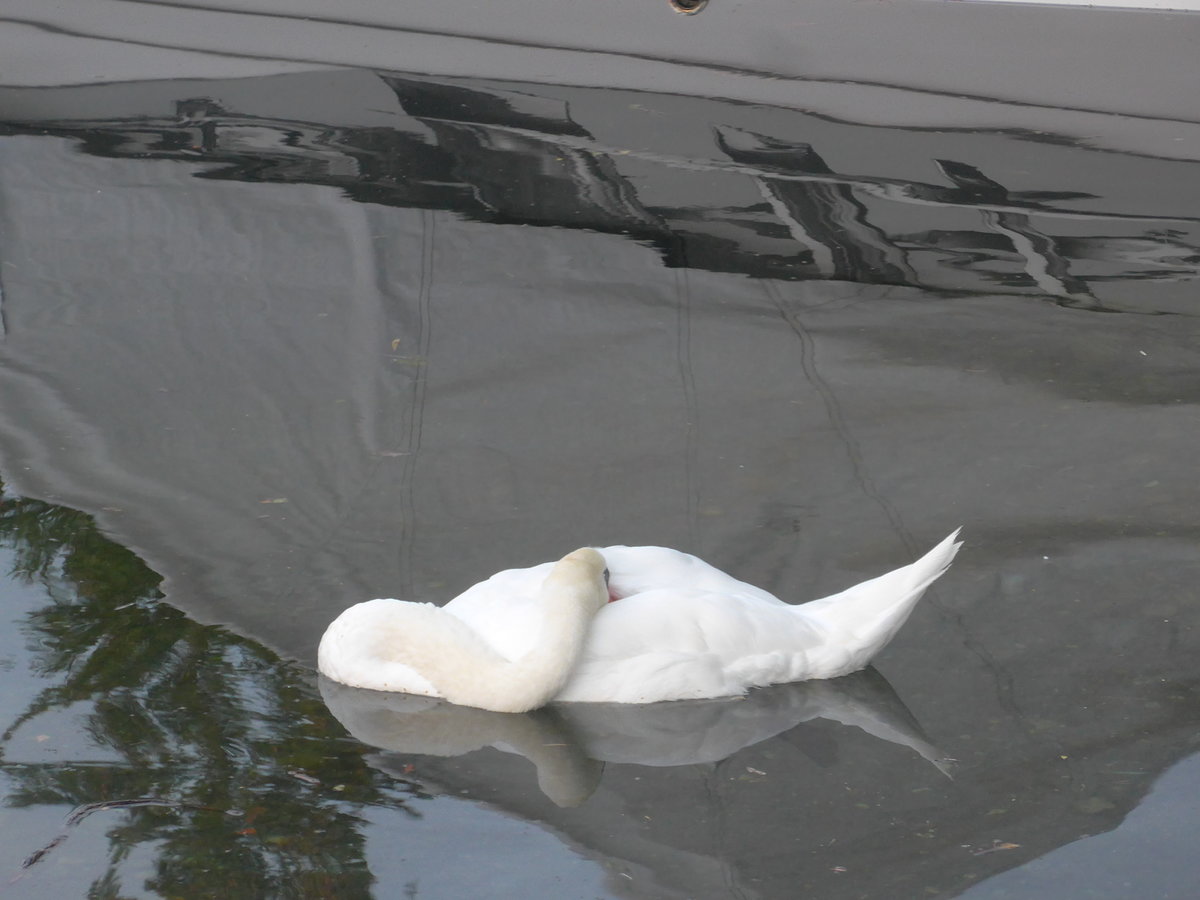 (208'631) - Schlafender Schwan am 10. August 2019 in Thun, Lachenkanal