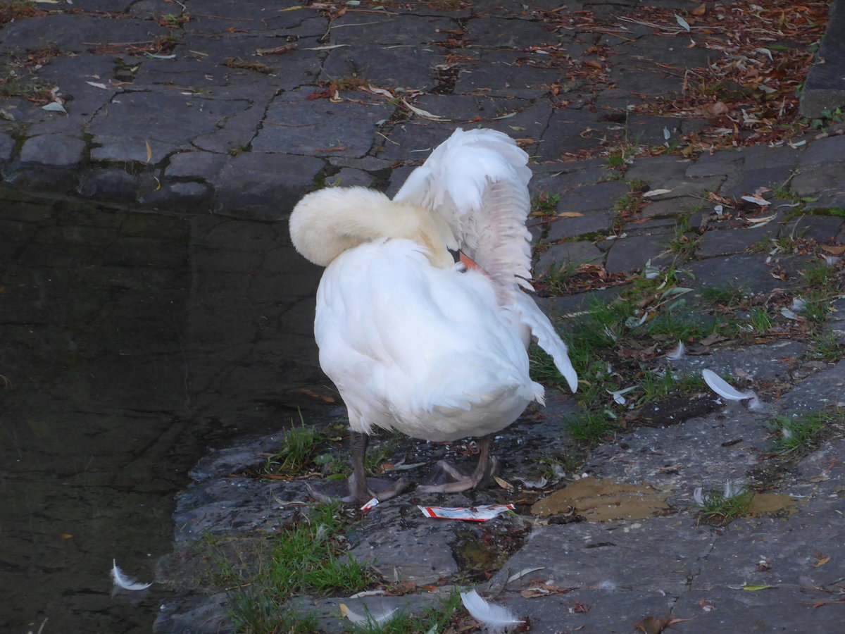 (208'632) - Sich reinigender Schwan am 10. August 2019 in Thun, Lachenkanal