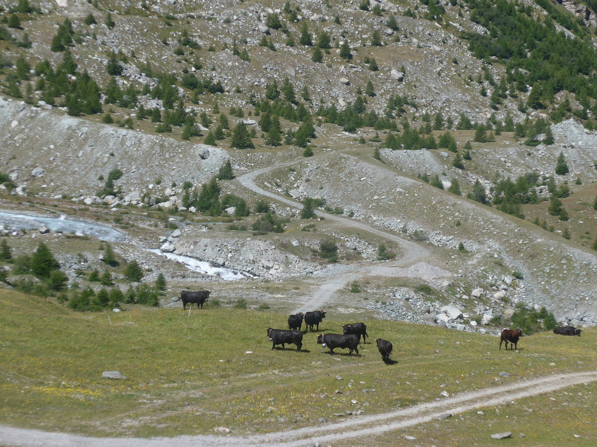 (209'013) - K�he am 18. August 2019 am Mattmark