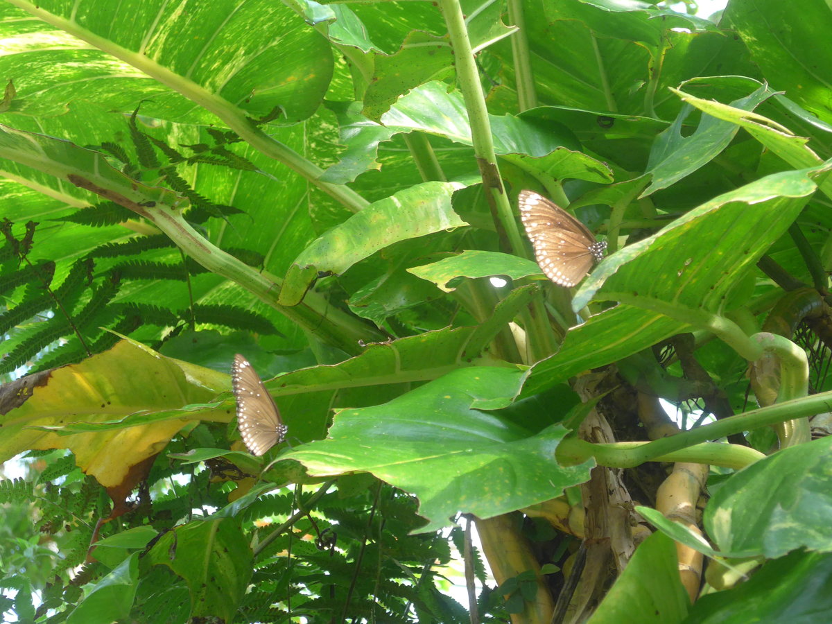 (209'093) - Schmetterlingspaar am 25. August 2019 im Papiliorama in Kerzers