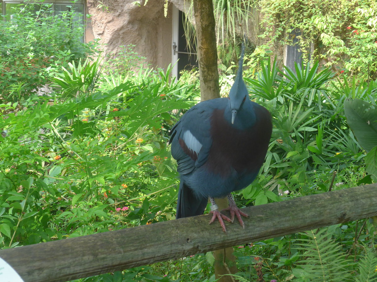 (209'095) - F�chertaube am 25. August 2019 in Papiliorama in Kerzers