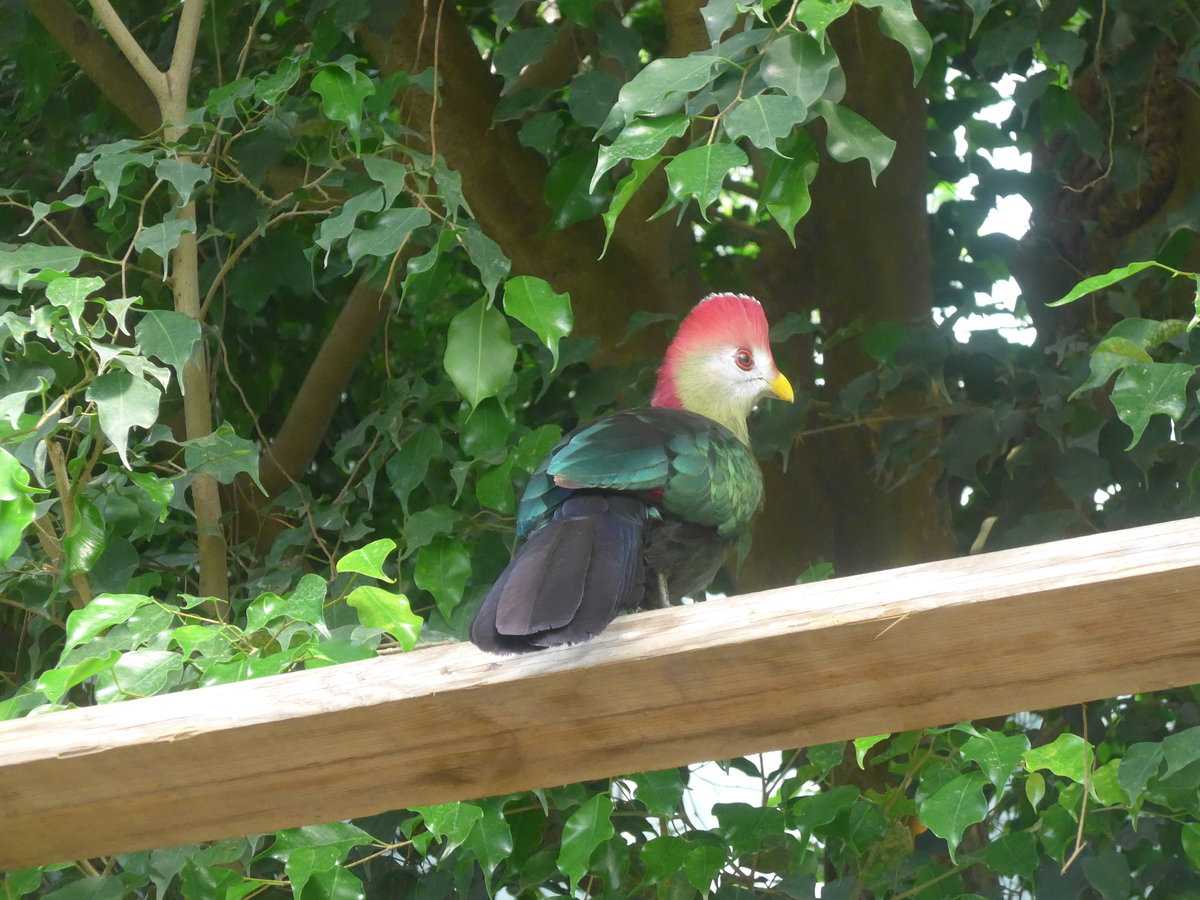 (209'101) - Farbiger Vogel am 25. August 2019 im Papiliorama in Kerzers