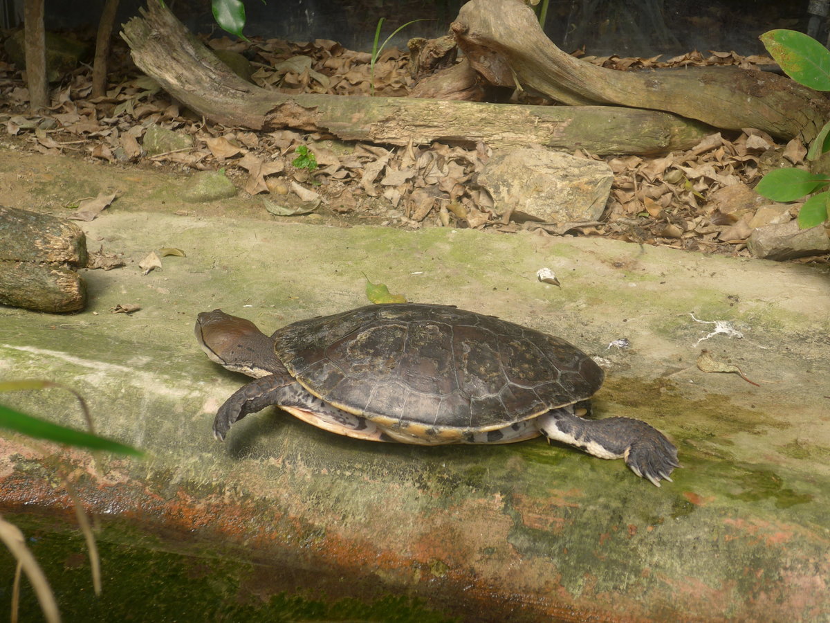 (209'103) - Hellrandige Kr�tenkopfschildkr�te am 25. August 2019 im Papiliorama in Kerzers