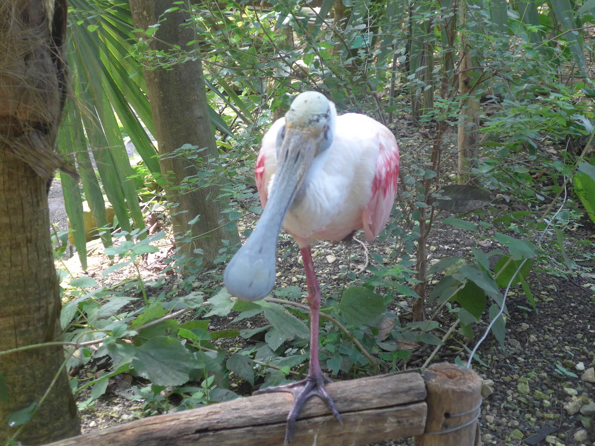 (209'109) - Rosa L�ffler am 25. August 2019 im Papiliorama in Kerzers