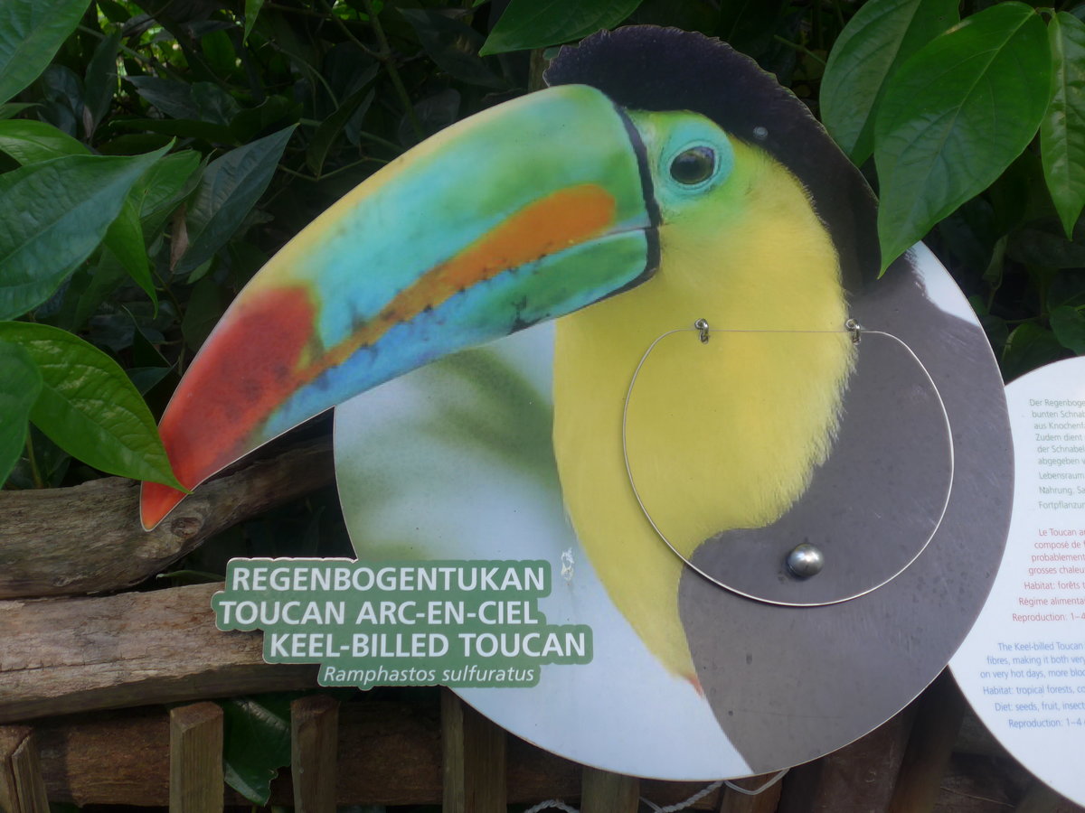 (209'111) - Beschrieb f�r den Regenbogentukan am 25. August 2019 im Papiliorama in Kerzers