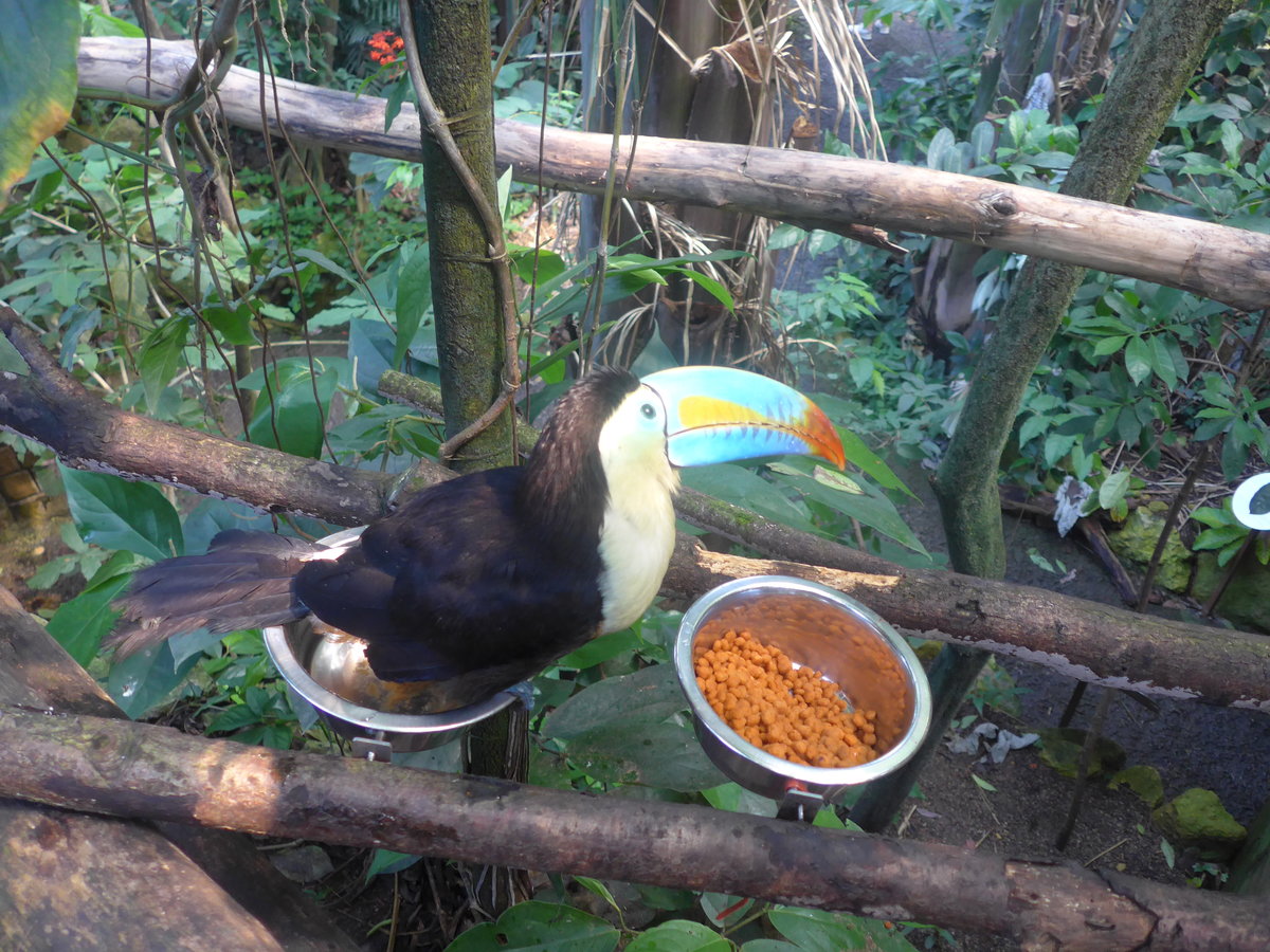 (209'113) - Regenbogentukan am 25. August 2019 im Papiliorama in Kerzers