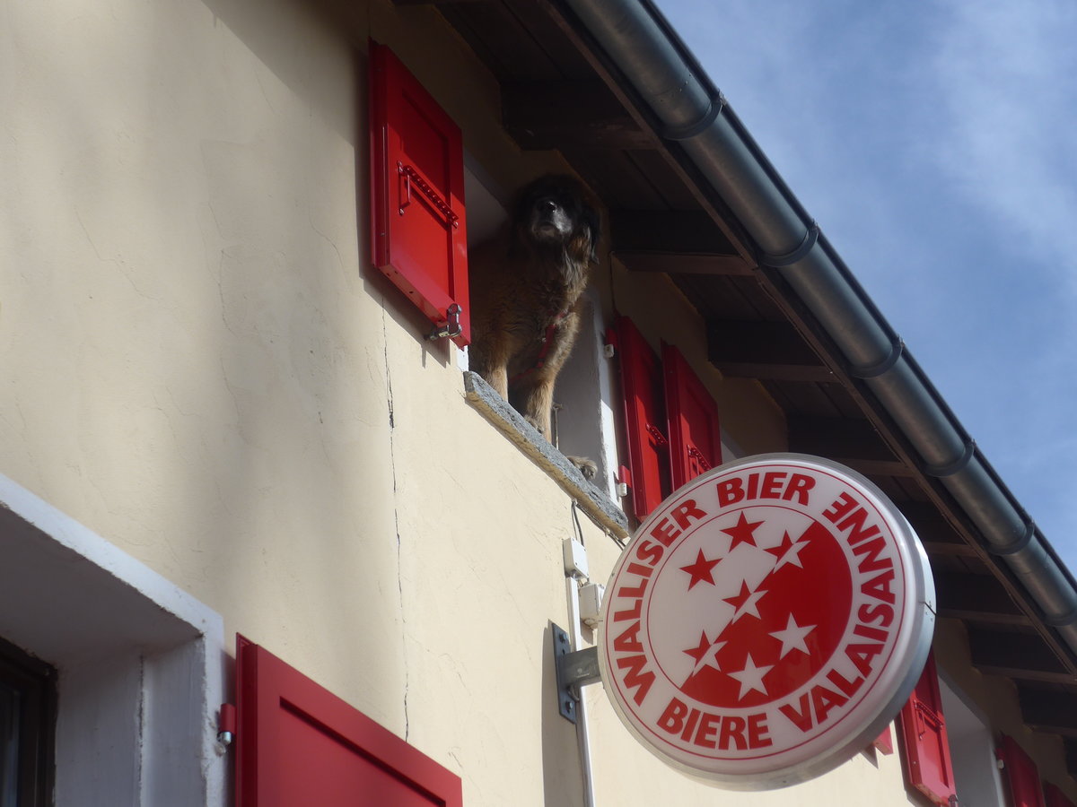 (209'795) - Der Hund �berwacht aus dem Fenster die Lage am 22. September 2019 auf dem Grimselpass