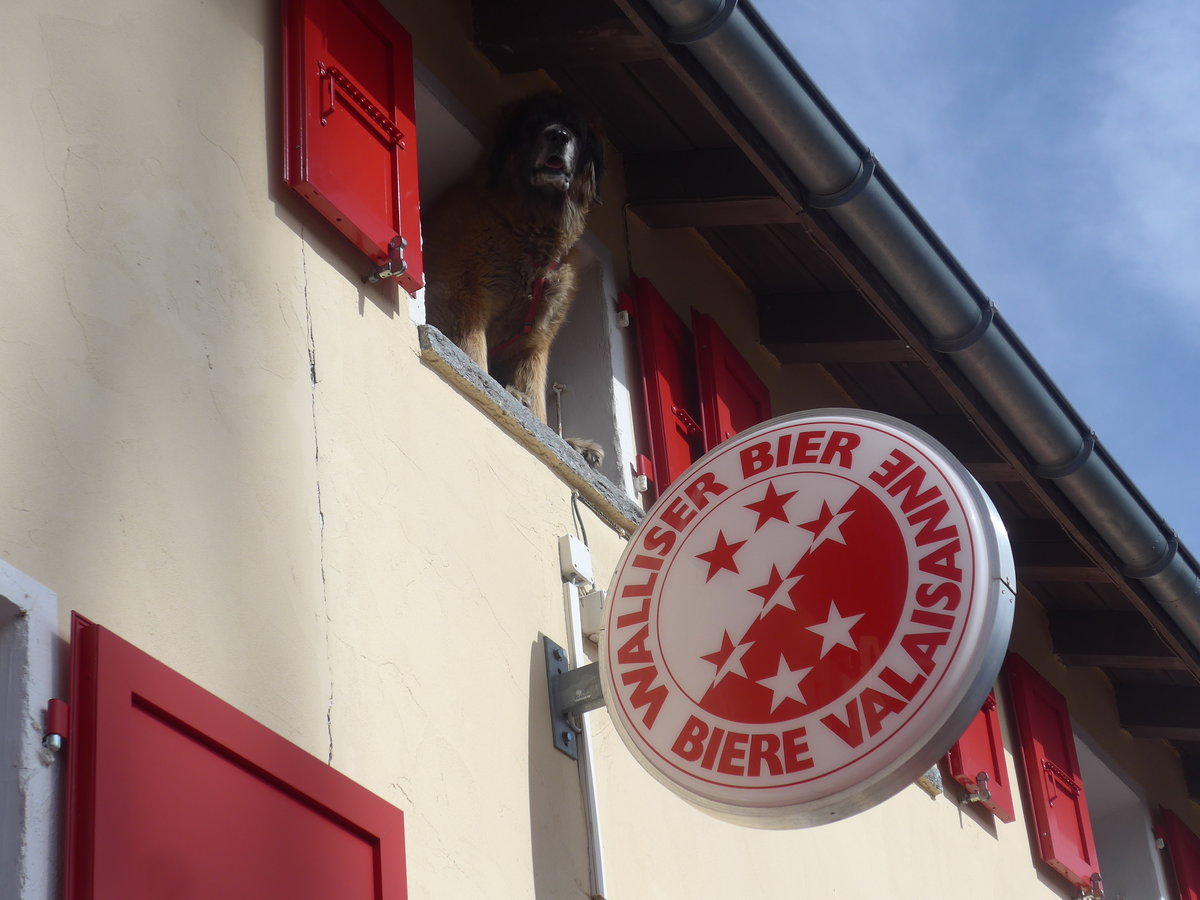 (209'796) - Der Hund �berwacht aus dem Fenster die Lage am 22. September 2019 auf dem Grimselpass