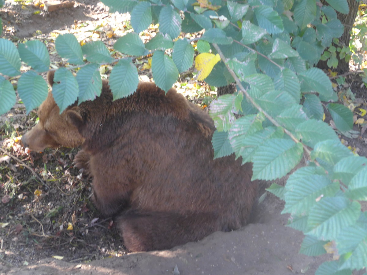 (210'472) - B�r am 20. Oktober 2019 im B�renpark Bern