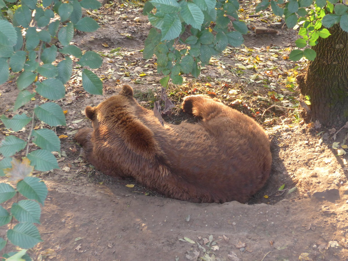 (210'477) - B�r am 20. Oktober 2019 im B�renpark Bern