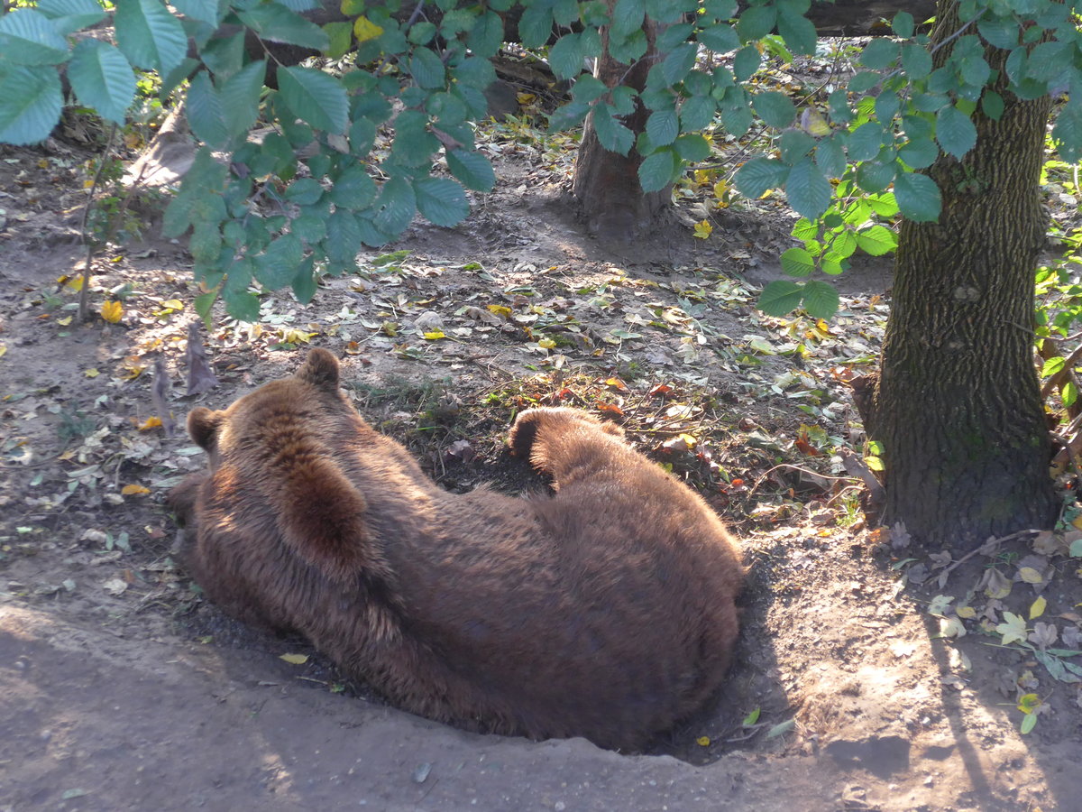 (210'478) - B�r am 20. Oktober 2019 im B�renpark Bern