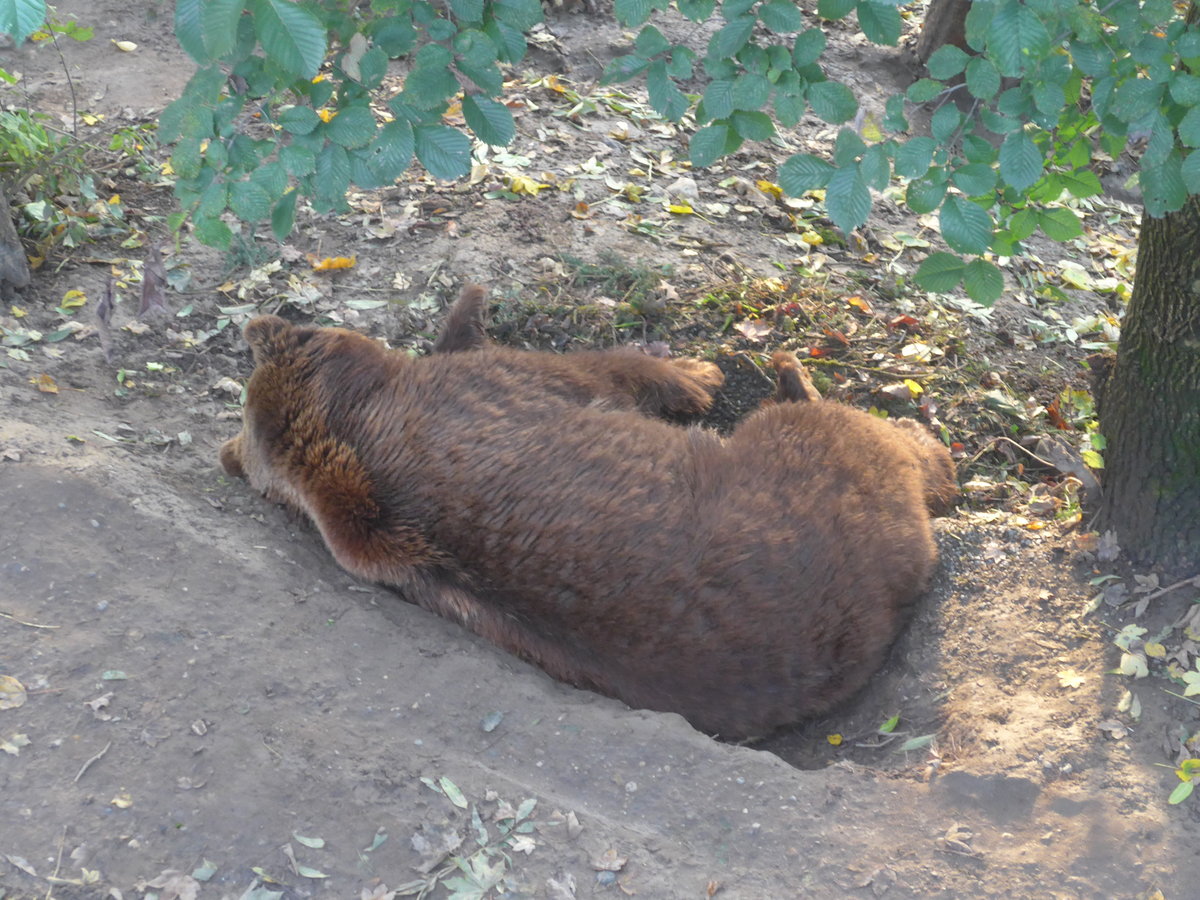 (210'479) - B�r am 20. Oktober 2019 im B�renpark Bern