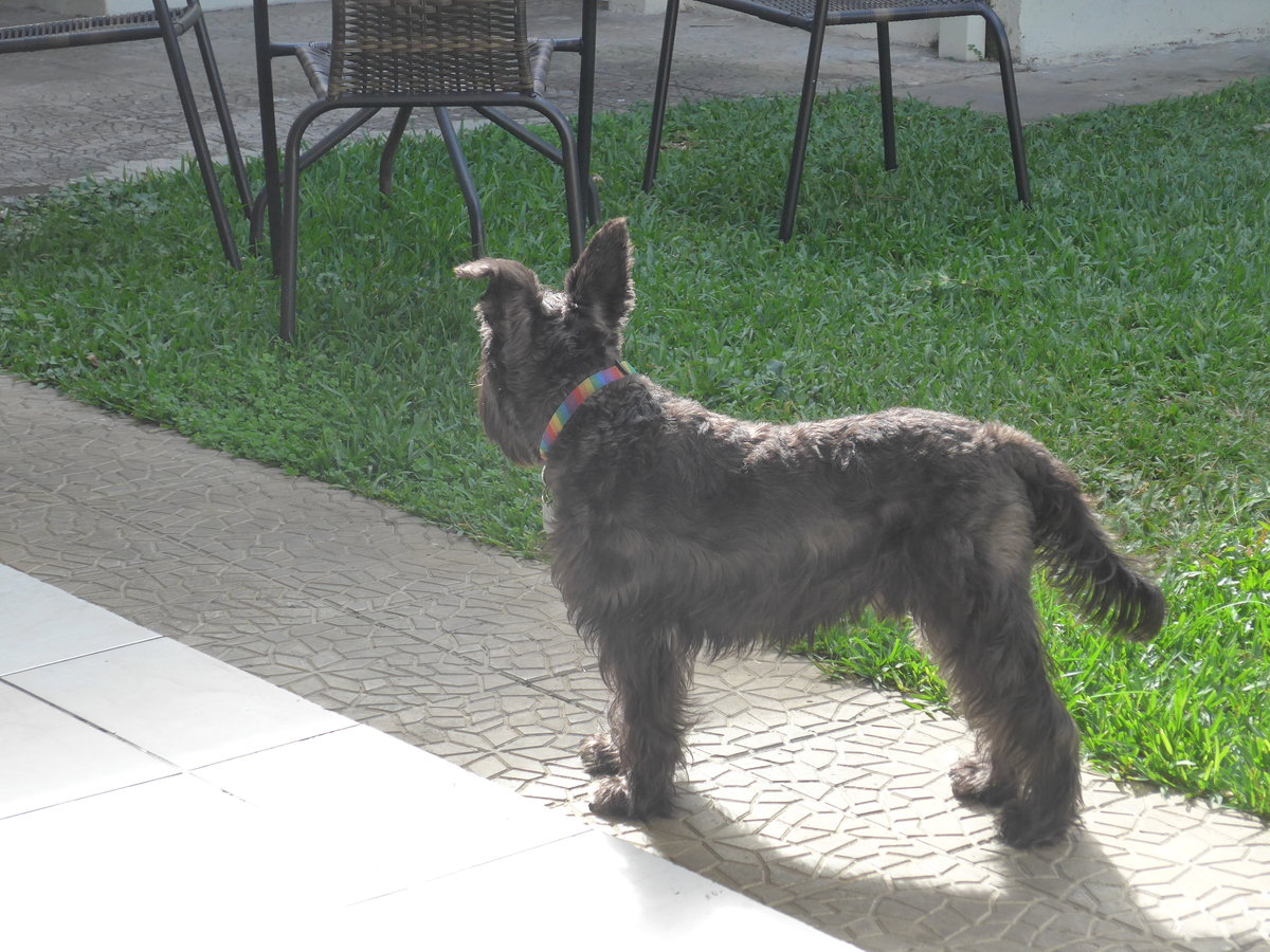 (211'078) - Hund am 13. November 2019 in San Jos�