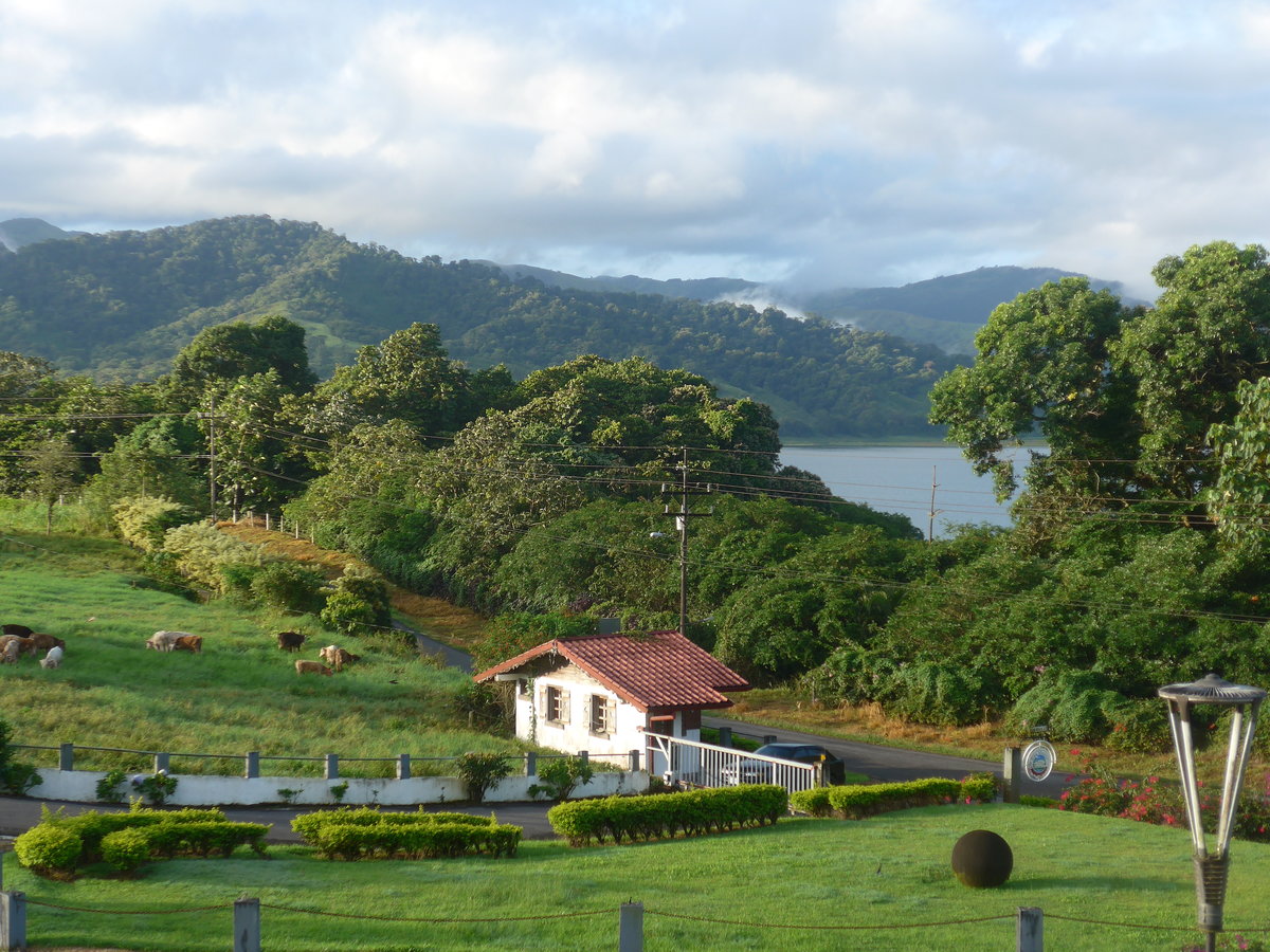 (211'144) - Aussicht von Los H�roes mit weidenden K�hen und Arenalsee am 14. November 2019 in Nuevo Arenal
