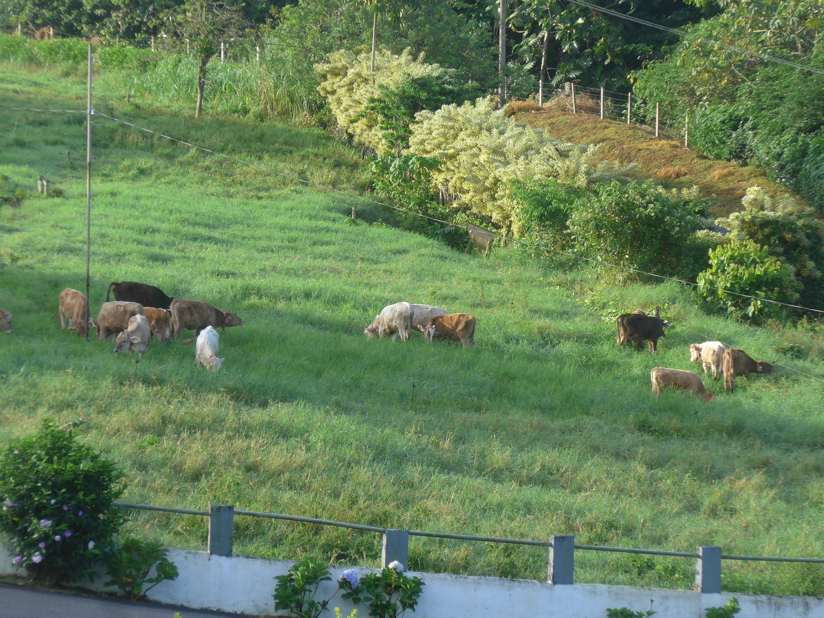 (211'145) - Weidende K�he in Los H�roes am 14. November 2019 in Nuevo Arenal