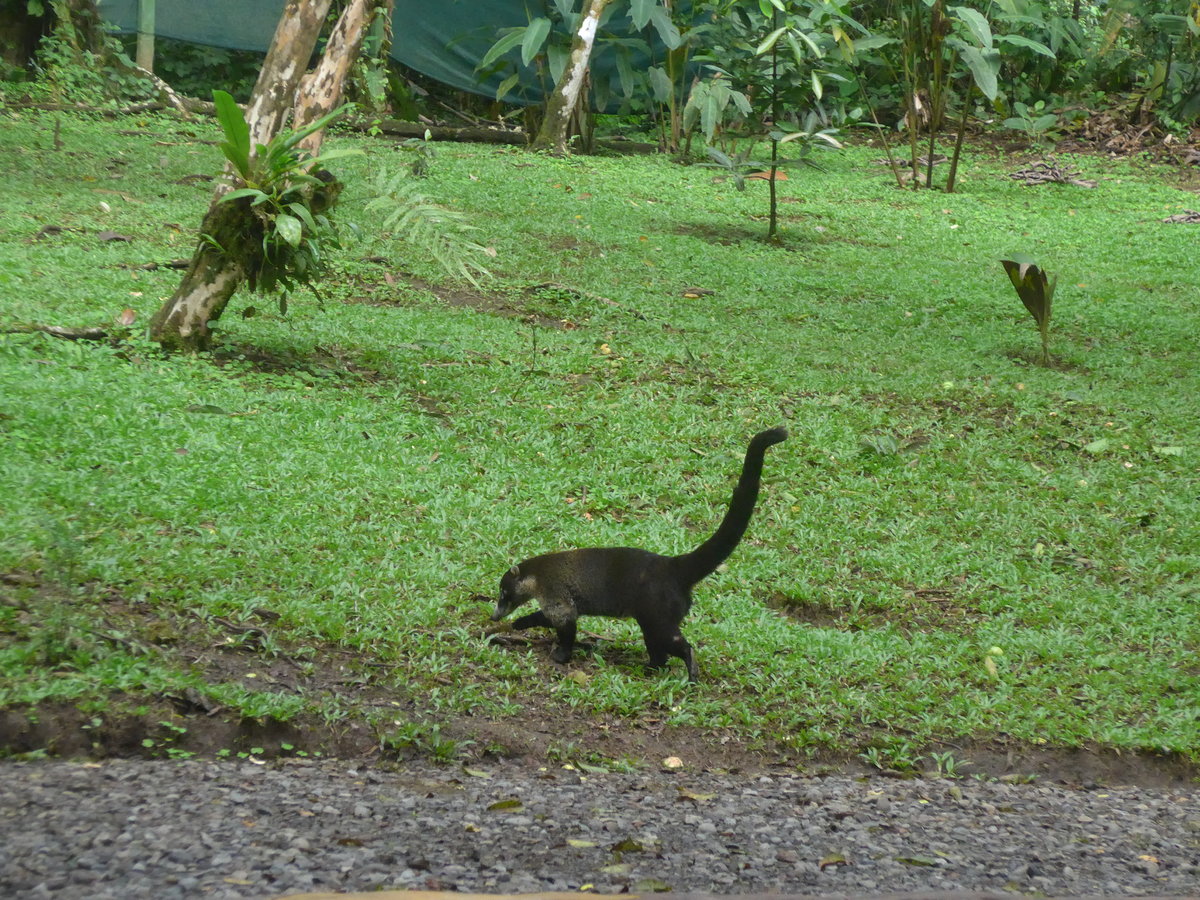 (211'163) - Nasenb�r am 14. November 2019 im Mistico bei La Fortuna