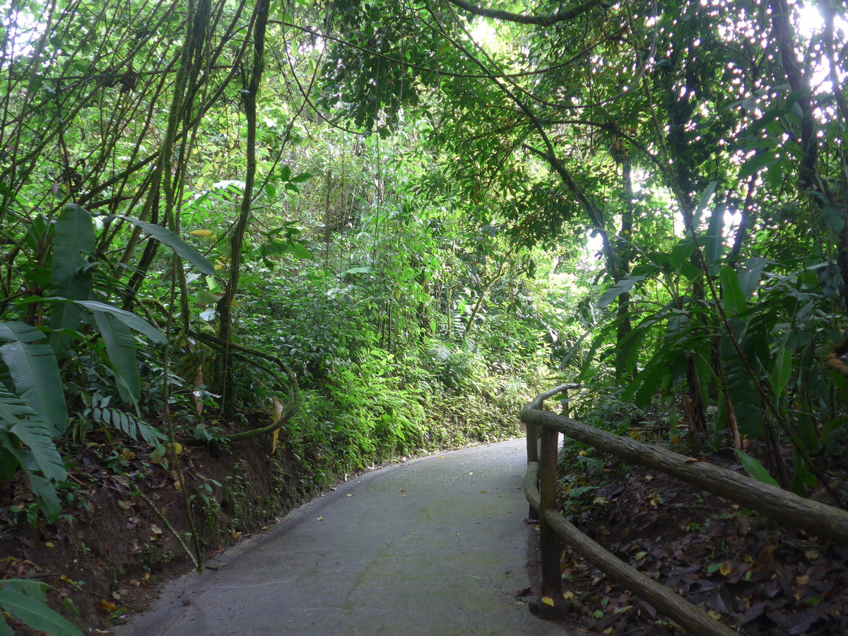 (211'164) - Weg im Mistico am 14. November 2019 bei La Fortuna