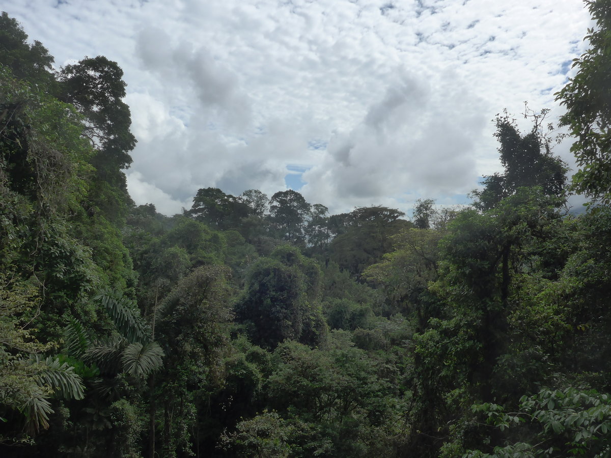 (211'170) - Der Regenwald im Mistico am 14. November 2019 bei La Fortuna