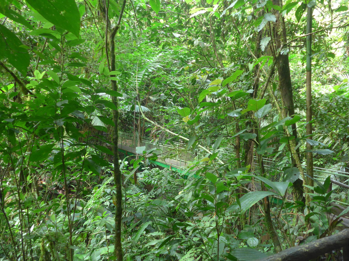 (211'174) - Puente El Sa�no im Mistico am 14. November 2019 bei La Fortuna
