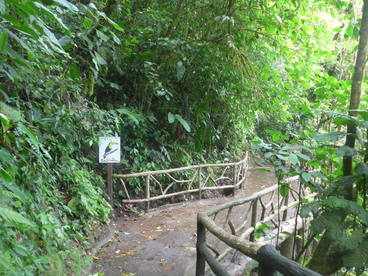 (211'186) - Puente Tuc�n pico Arcoins im Mistico am 14. November 2019 bei La Fortuna