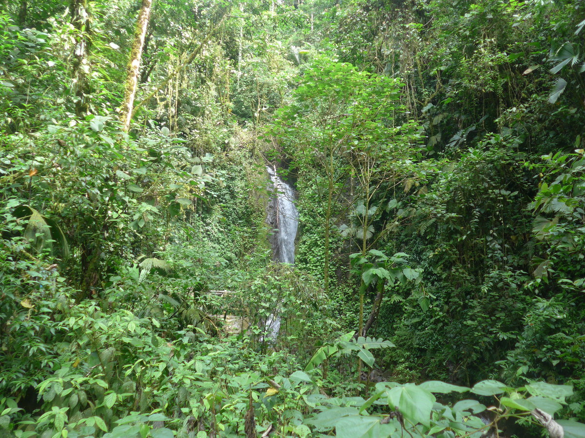 (211'187) - Catarata Morpho Azul im Mistico am 14. November 2019 bei La Fortuna