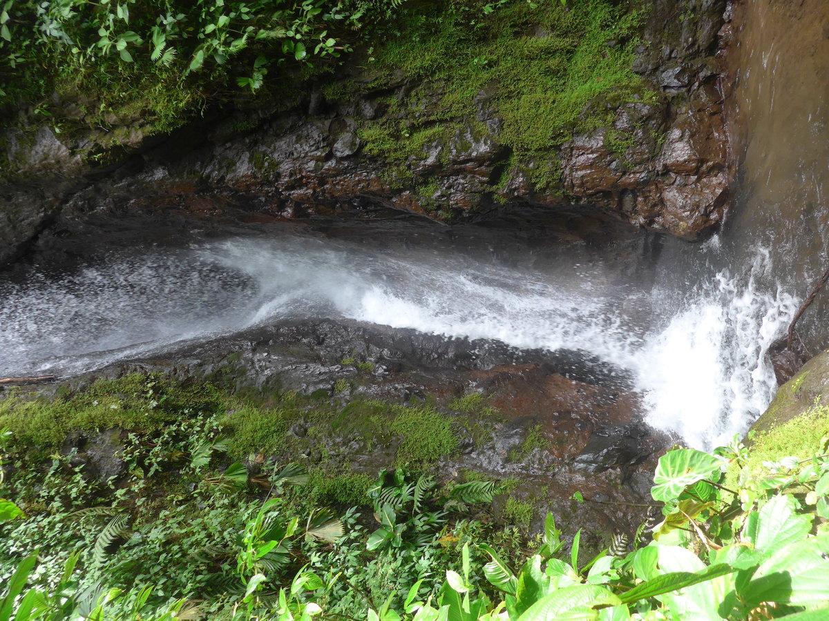 (211'194) - Catarata Morpho Azul im Mistico am 14. November 2019 bei La Fortuna