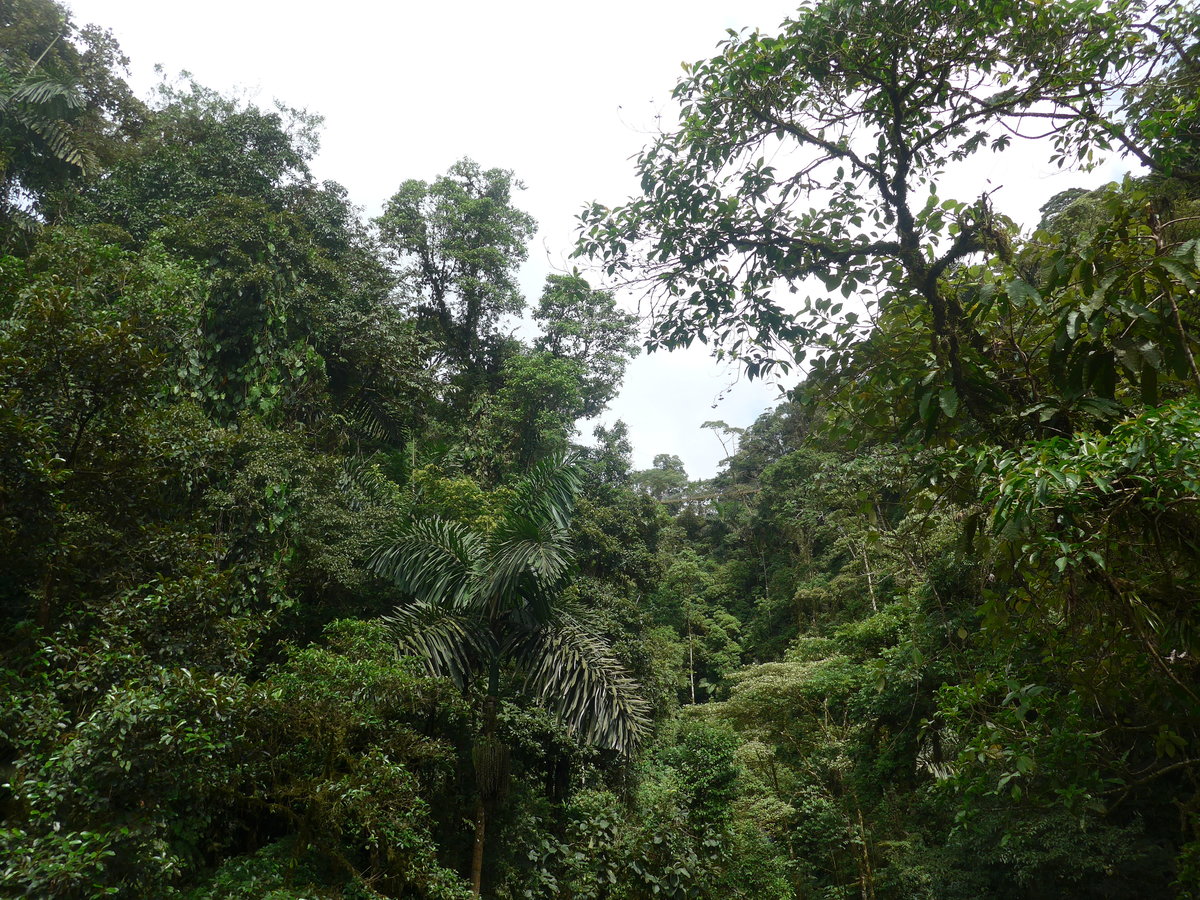 (211'200) - Der Regenwald im Mistico am 14. November 2019 bei La Fortuna