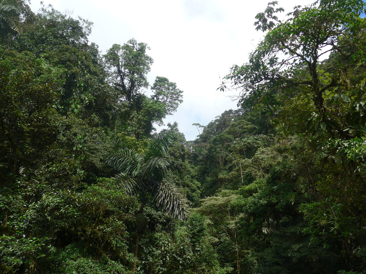 (211'201) - Der Regenwald im Mistico am 14. November 2019 bei La Fortuna