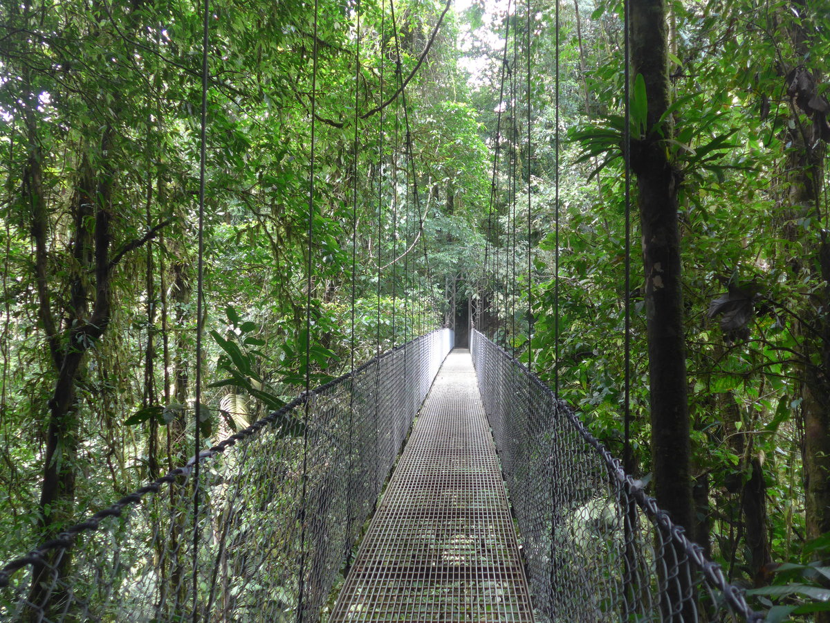 (211'207) - Puente La Teciopelo im Mistico am 14. November 2019 bei La Fortuna