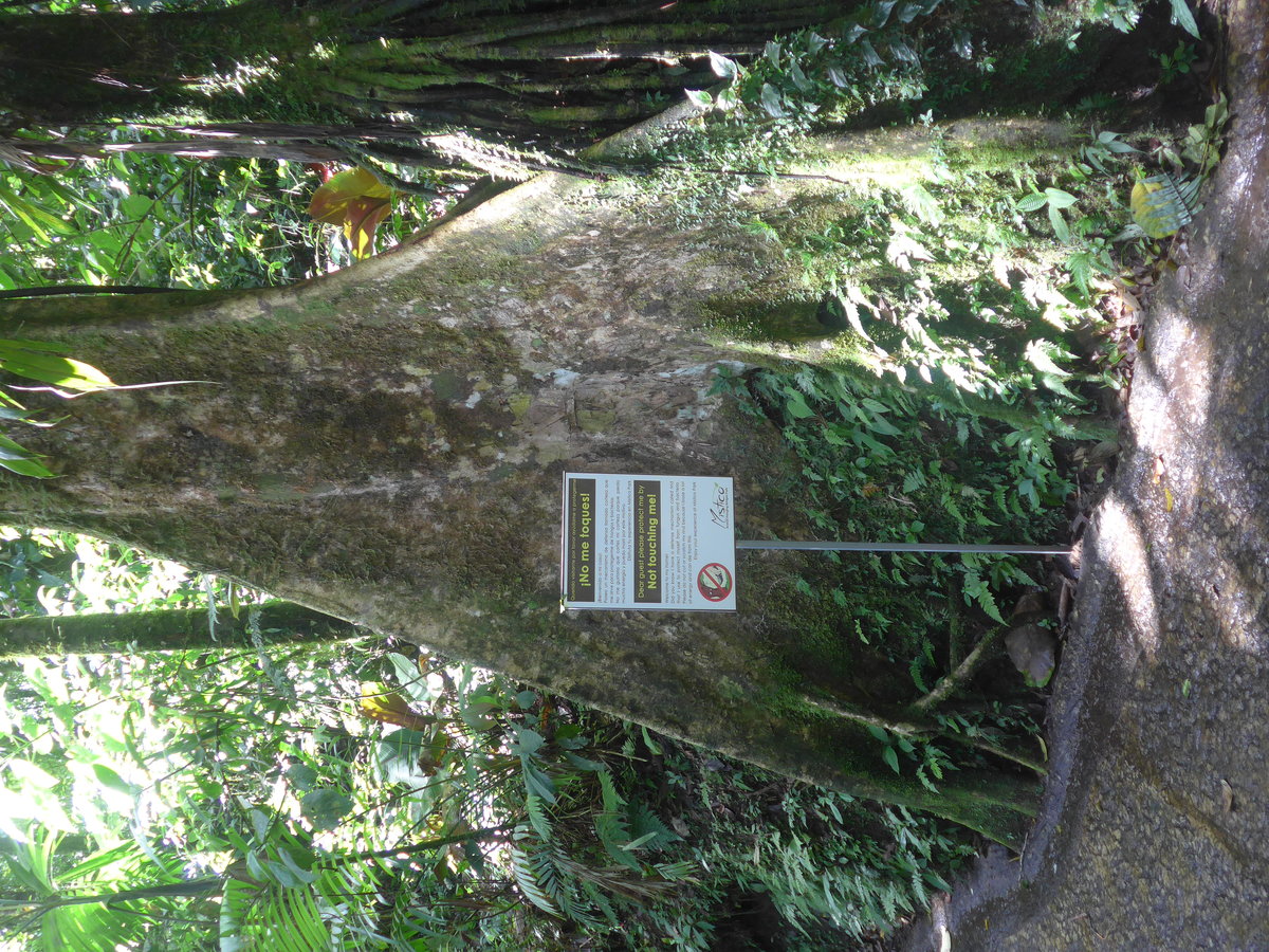 (211'212) - Dicker Baumstamm im Mistico am 14. November 2019 bei La Fortuna