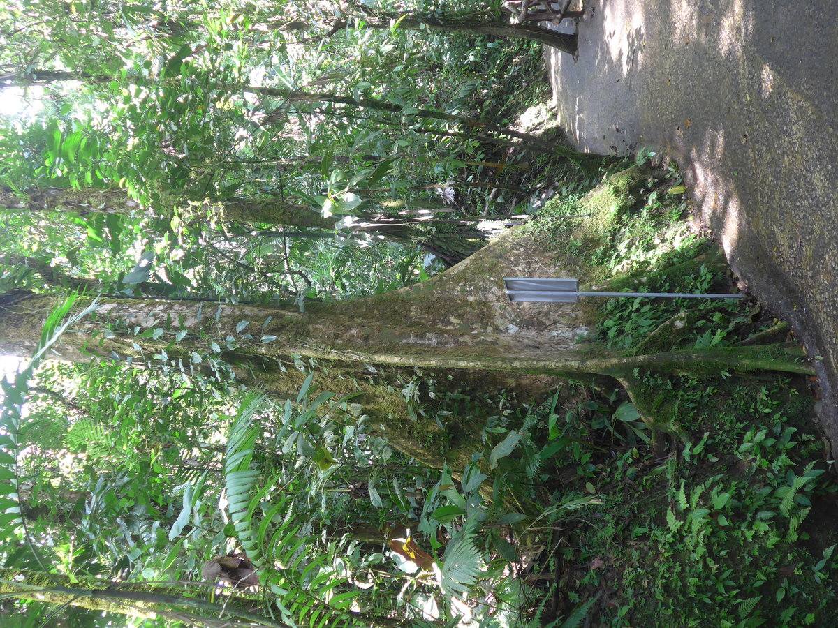 (211'213) - Dicker Baumstamm im Mistico am 14. November 2019 bei La Fortuna