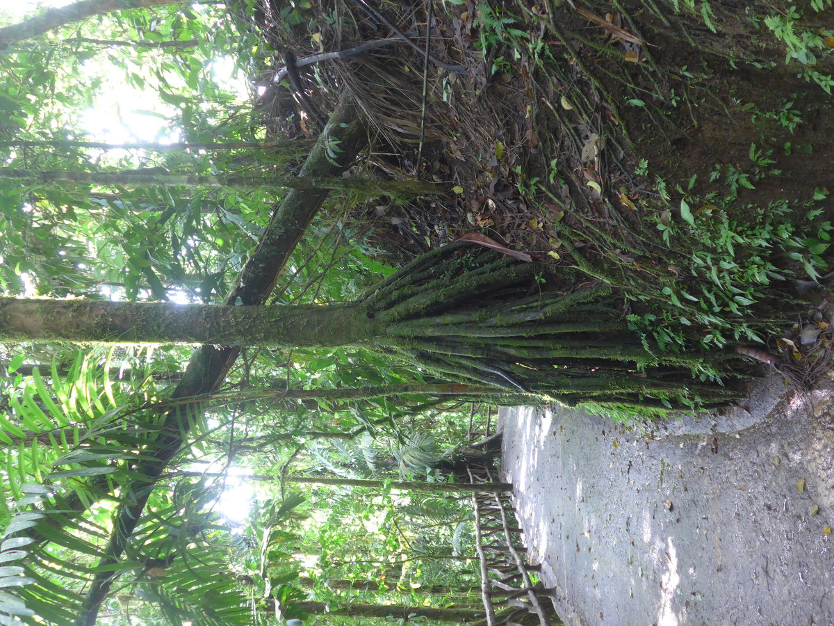 (211'214) - B�ume im Mistico am 14. November 2019 bei La Fortuna