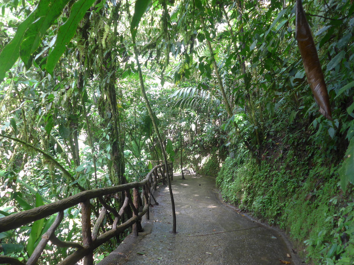 (211'215) - B�ume im Mistico am 14. November 2019 bei La Fortuna