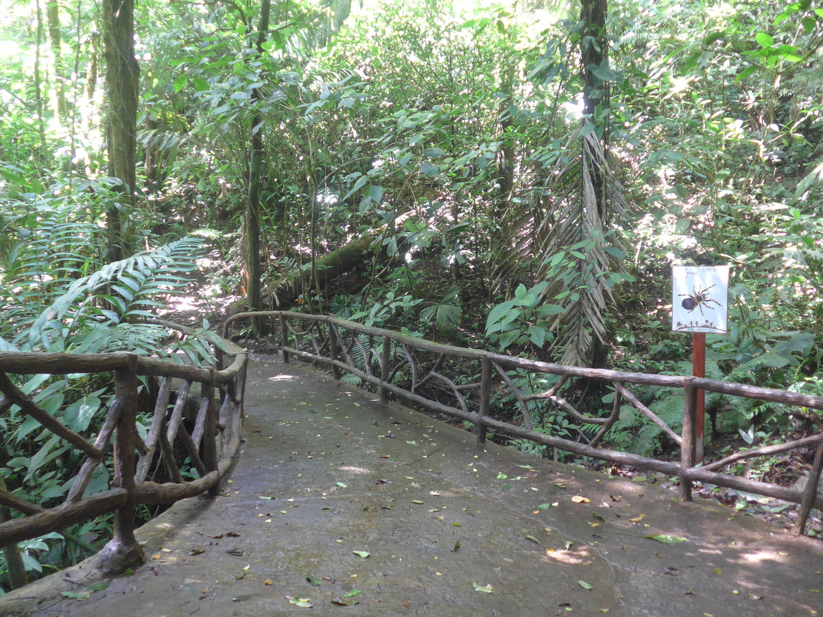 (211'217) - Puente La Tar�ntula im Mistico am 14. November 2019 bei La Fortuna