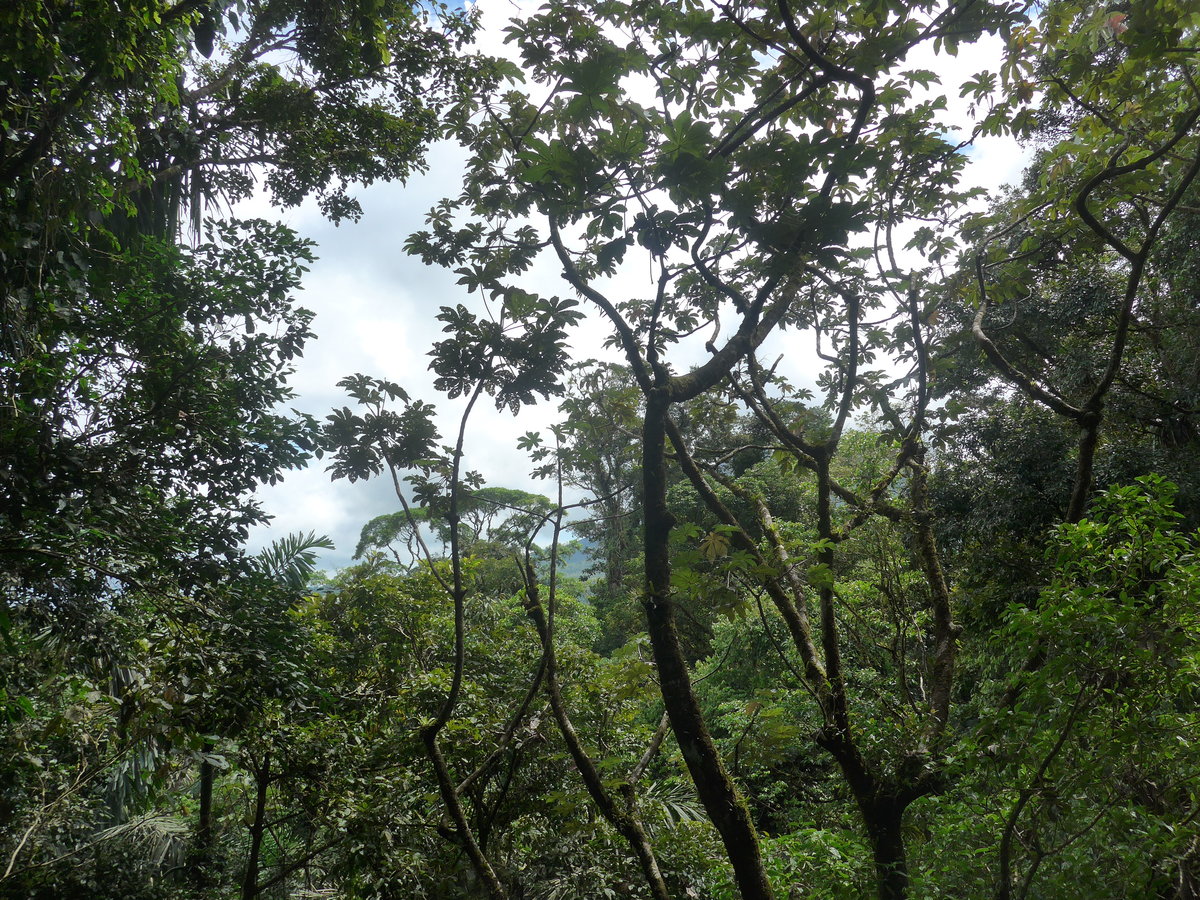 (211'219) - Regenwald im Mistico am 14. November 2019 bei La Fortuna