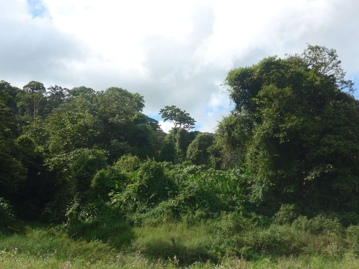 (211'295) - Geb�sch am 14. November 2019 bei Arenal