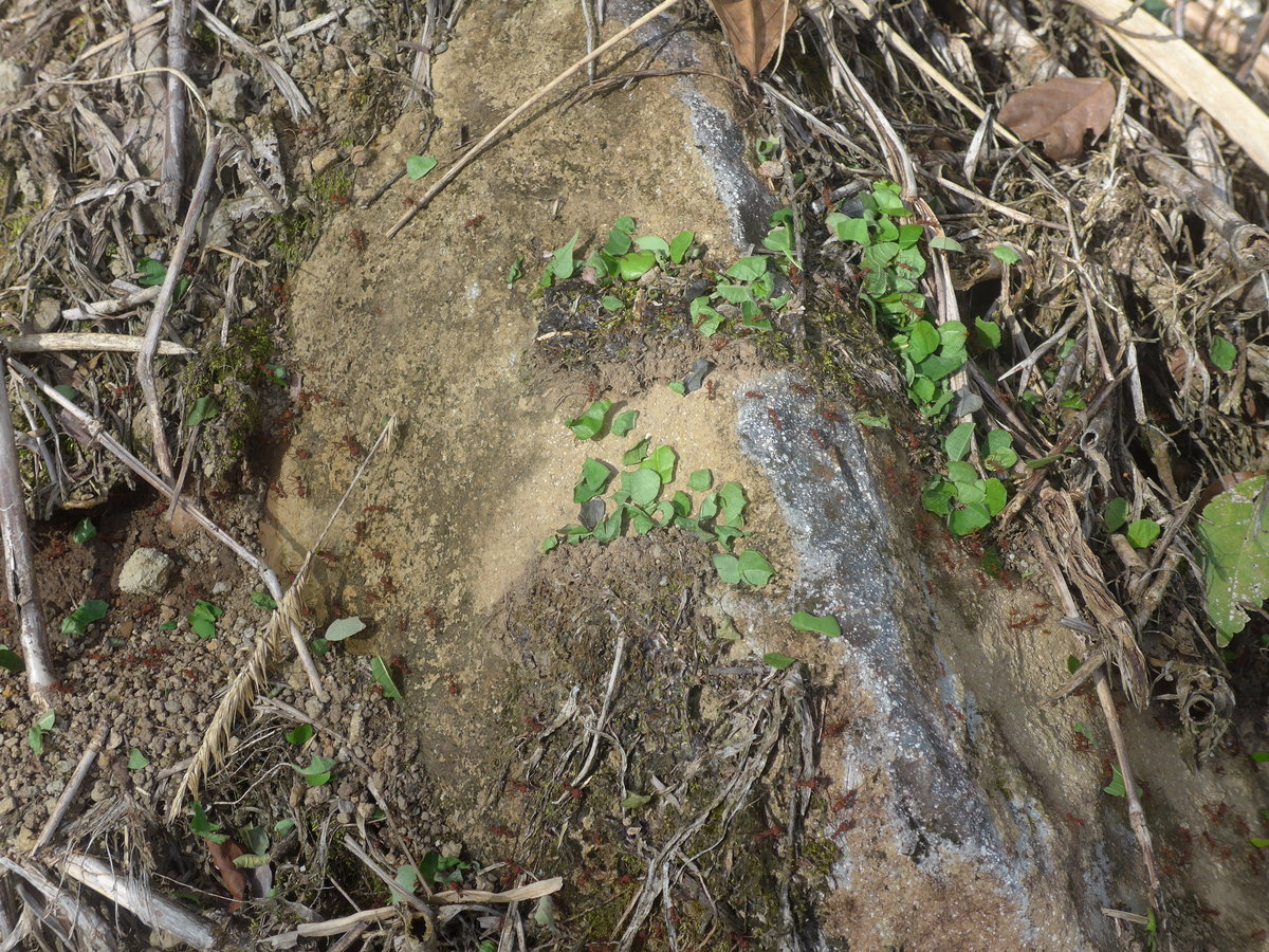 (211'302) - Fleissige Ameisen am 14. November 2019 bei Arenal