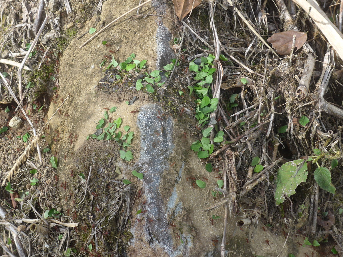 (211'303) - Fleissige Ameisen am 14. November 2019 bei Arenal