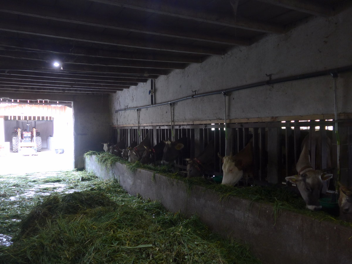 (211'374) - K�he im Stall am 16. November 2019 in Nuevo Arenal, Los H�roes