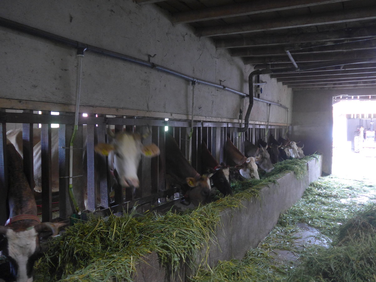 (211'375) - K�he im Stall am 16. November 2019 in Nuevo Arenal, Los H�roes