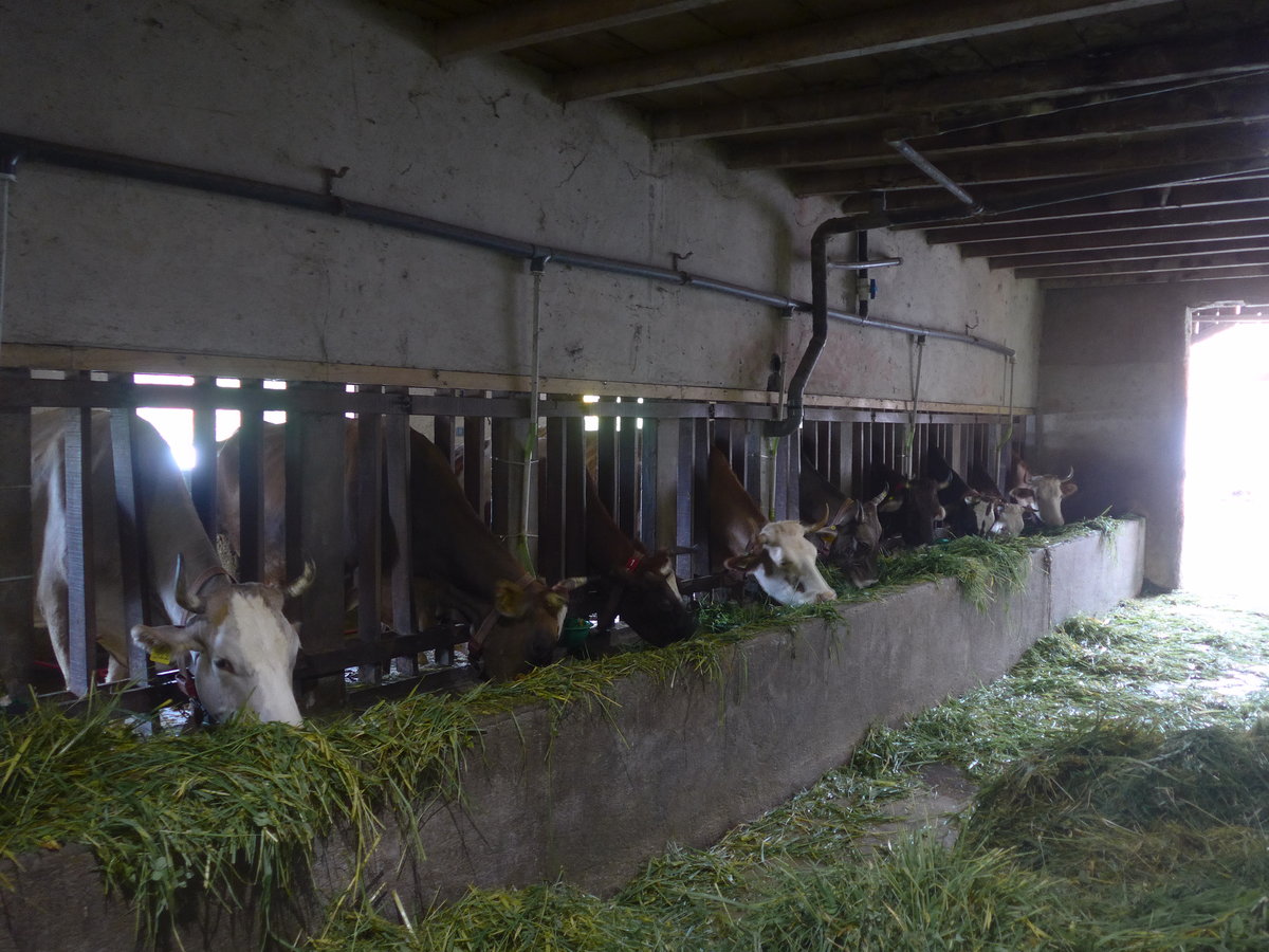 (211'376) - K�he im Stall am 16. November 2019 in Nuevo Arenal, Los H�roes