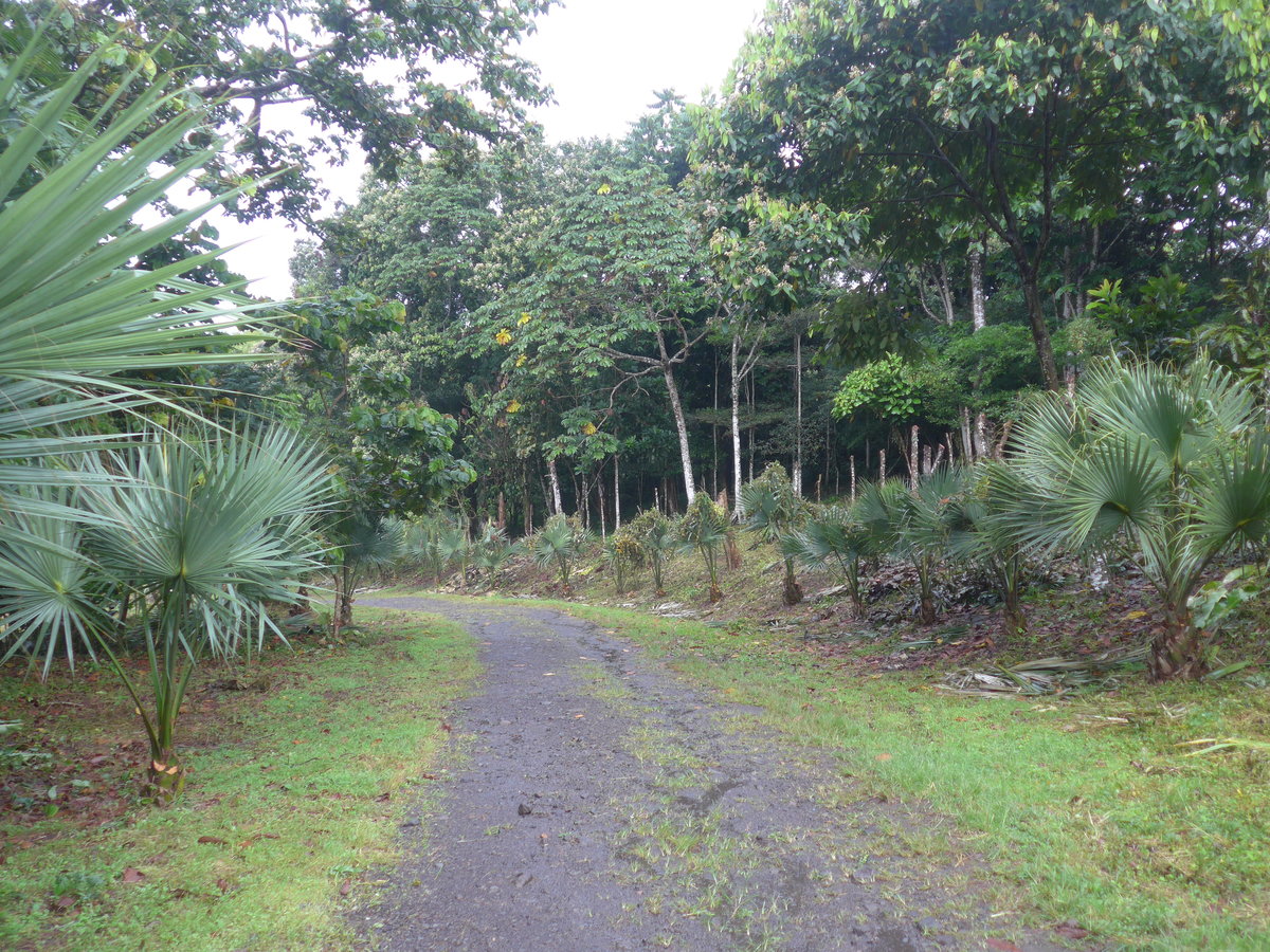 (211'390) - Strasse am 16. November 2019 nach Viejo Arenal