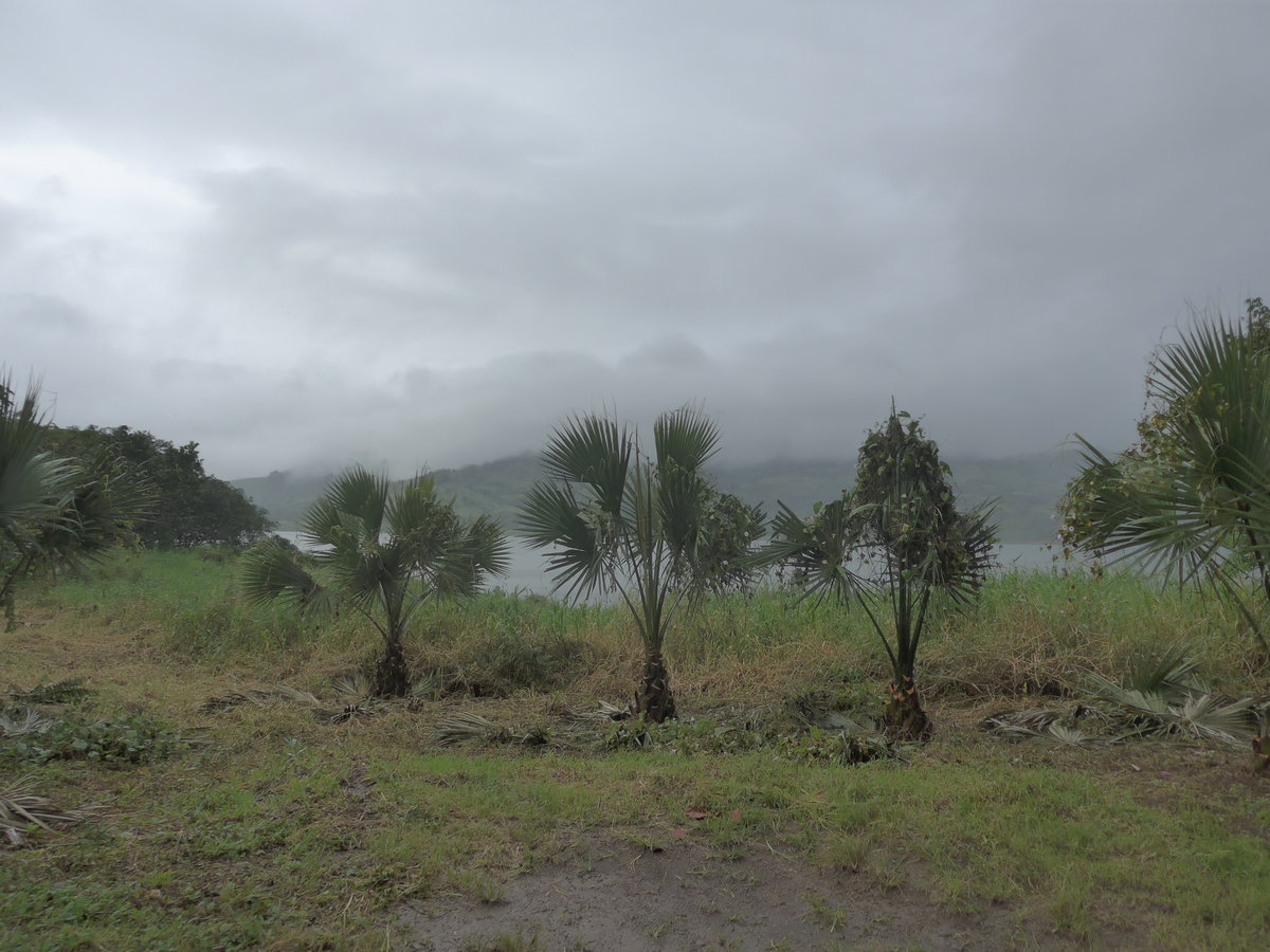 (211'400) - Am Arenalsee mit Palmen am 16. November 2019 in Viejo Arenal