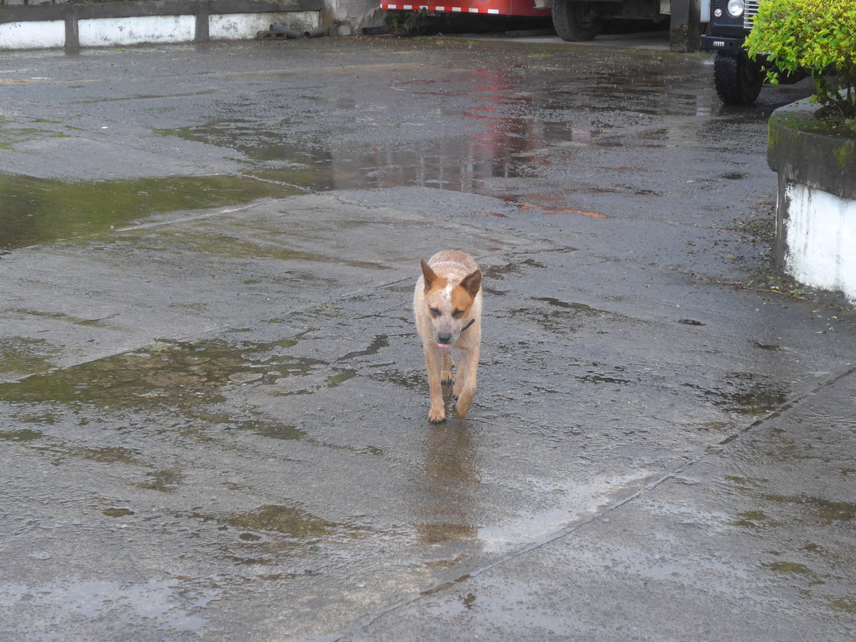 (211'402) - Hund am 16. November 2019 in Nuevo Arenal, Los H�roes