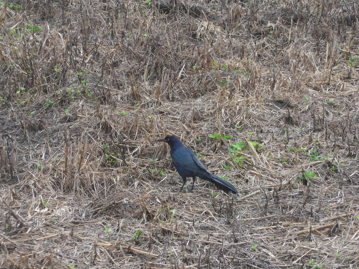 (211'404) - Vogel am 16. November 2019 in Nuevo Arenal, Los H�roes