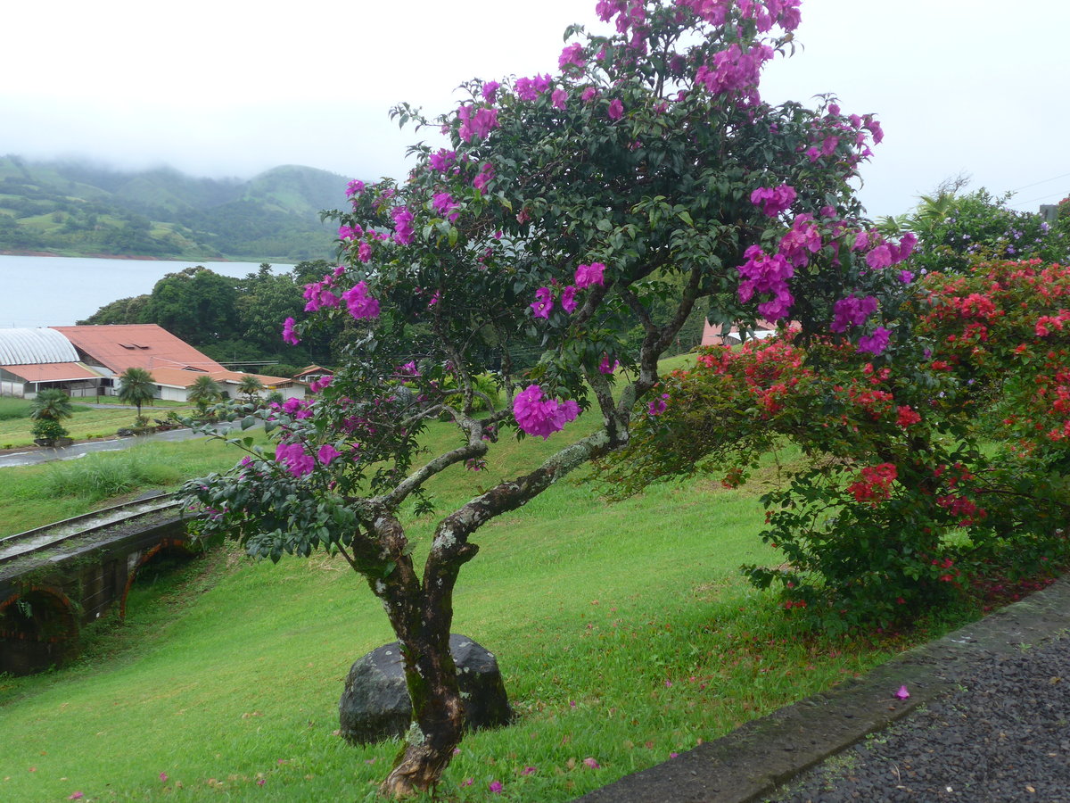 (211'419) - Blumenpracht am 16. November 2019 in Nuevo Arenal, Los H�roes