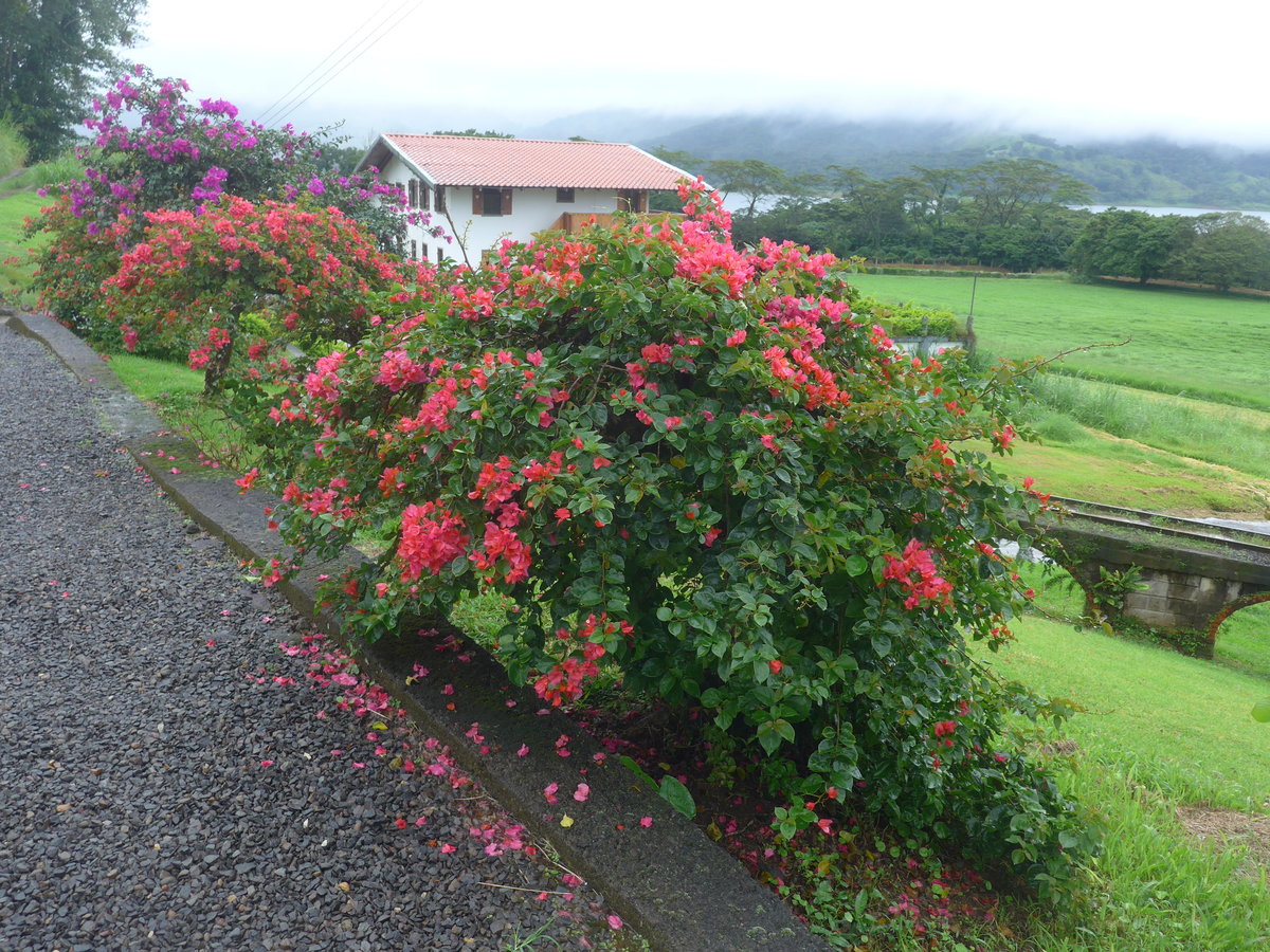 (211'420) - Blumenpracht am 16. November 2019 in Nuevo Arenal, Los H�roes
